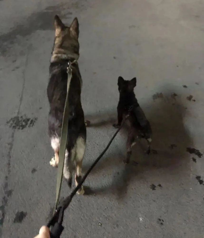 上门喂养服务和价格,上门喂猫服务新手怎么做