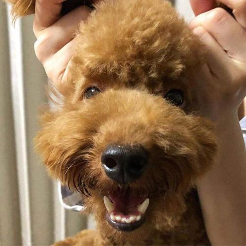 被奶奶宠坏的泰迪,泰迪狗被宠坏的表现