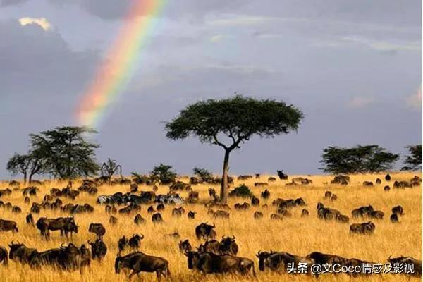 “颠覆”你“认知”的非洲市场，生猛海鲜超便宜