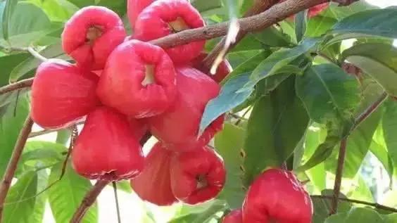 100多种罕见水果欣赏,100种罕见水果名字