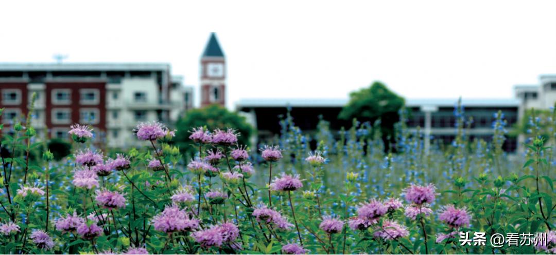 把20亩湿地生态园装进学校里！苏州中学园区校将全新升级