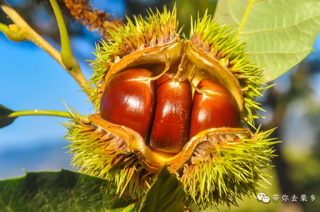 迁西板栗全球认养,迁西县板栗树