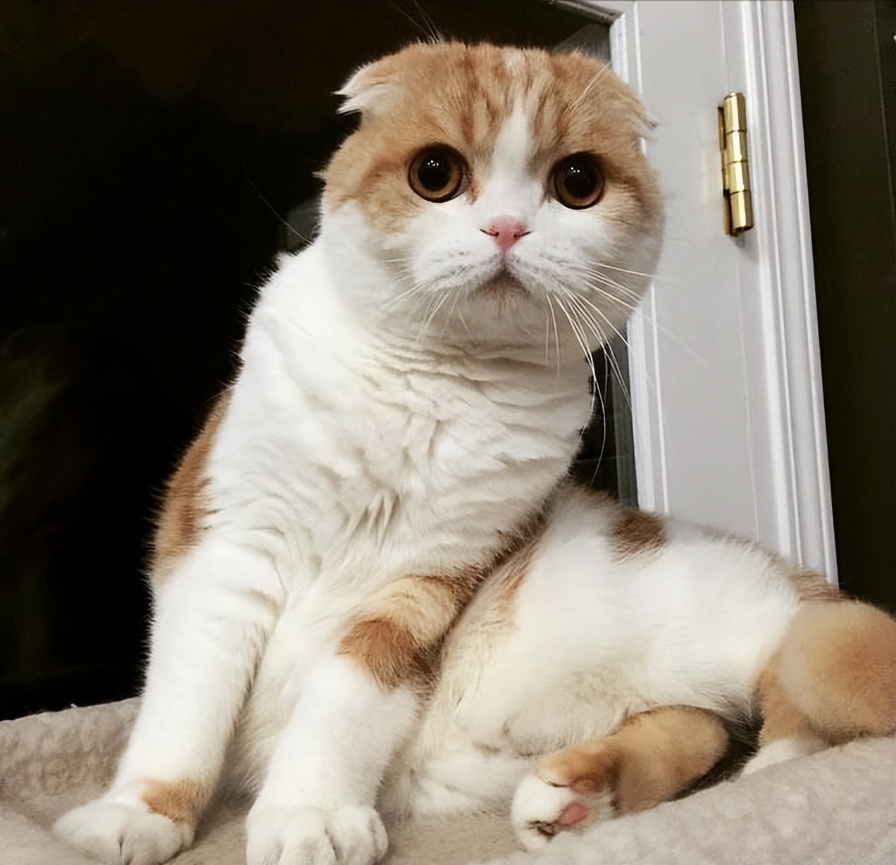 寿命最短的猫排名,寿命最短的猫