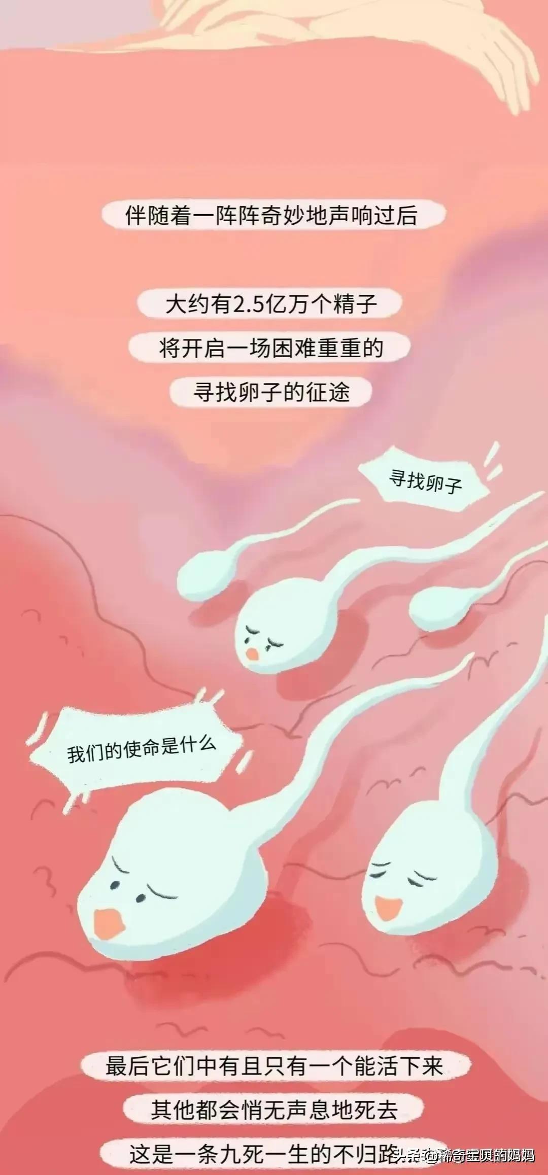 小蝌蚪动画过程讲解,小蝌蚪到青蛙生长过程动漫