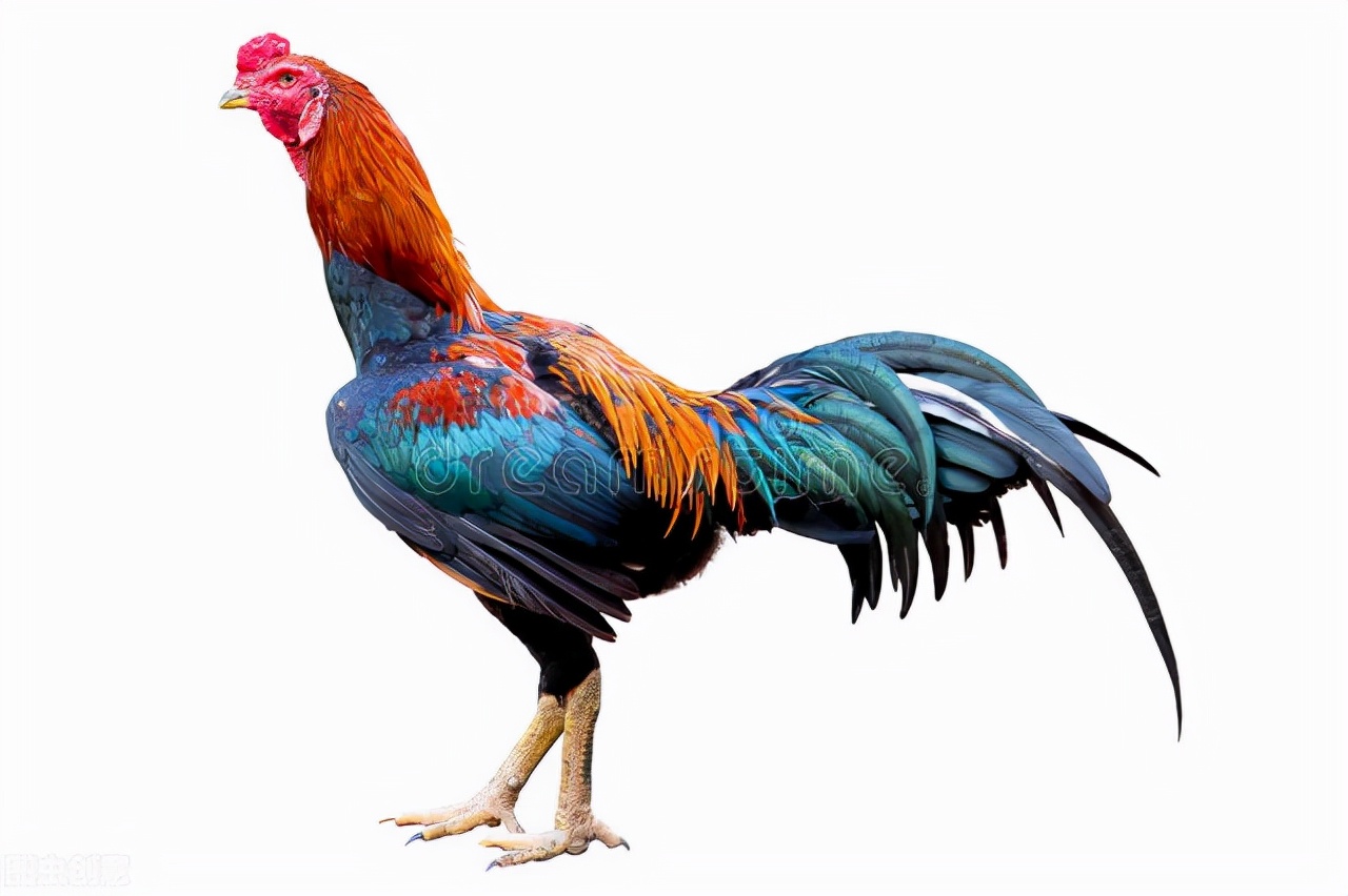 世界60个国家的珍稀国宝,100个国家国宝动物