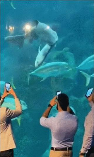 20张珍稀罕见动物照片,16张罕见的动物照