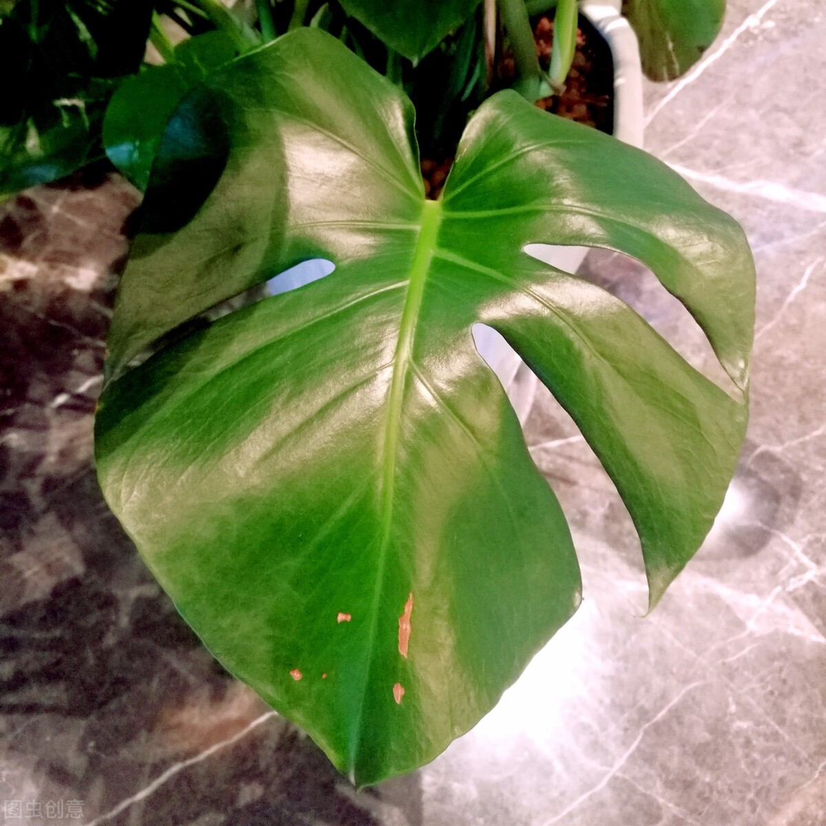 耐阴能净化空气的盆栽,哪种盆栽净化空气最好