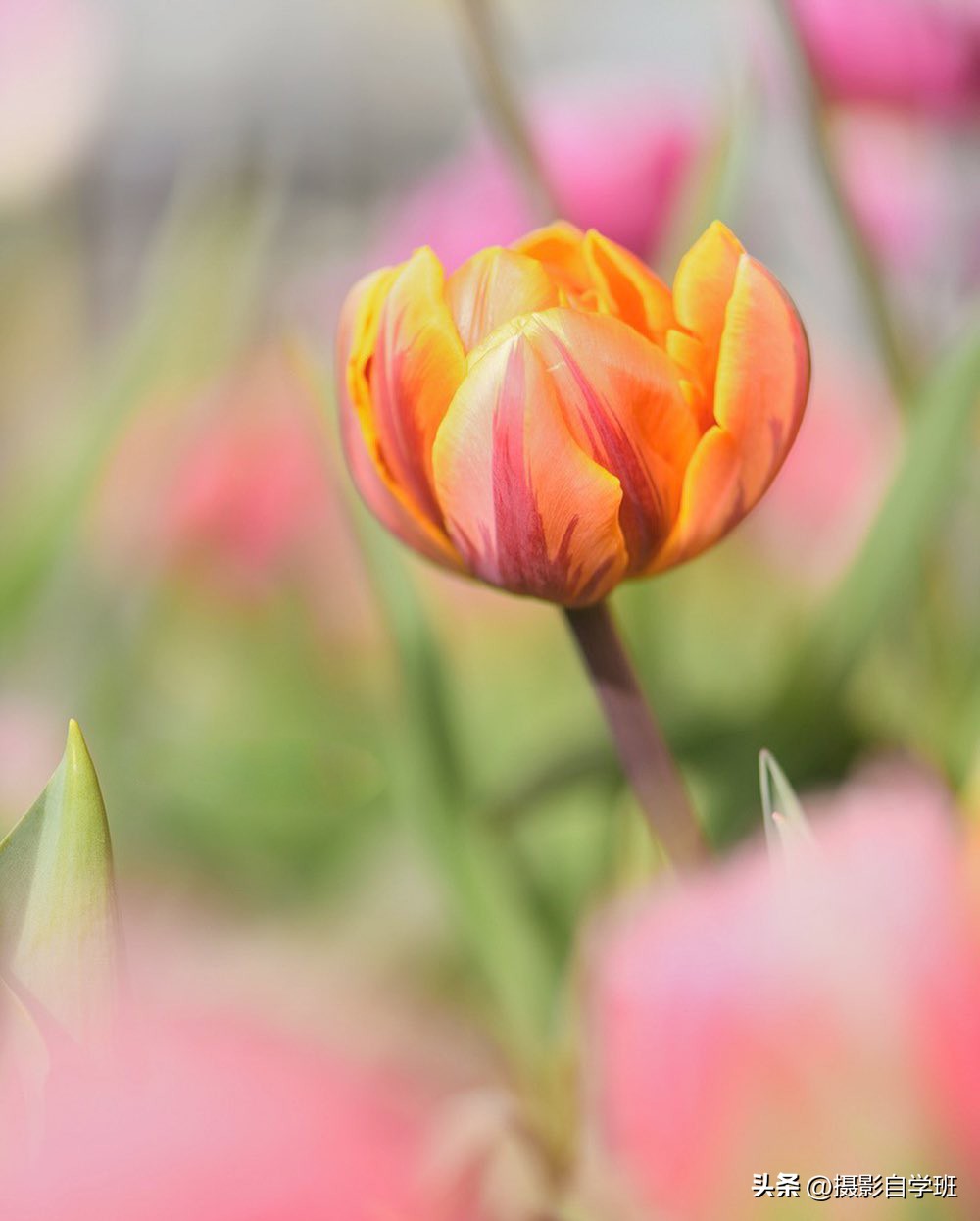 如何在夜里拍出好看的花朵照片,花朵怎么拍出好看的照片