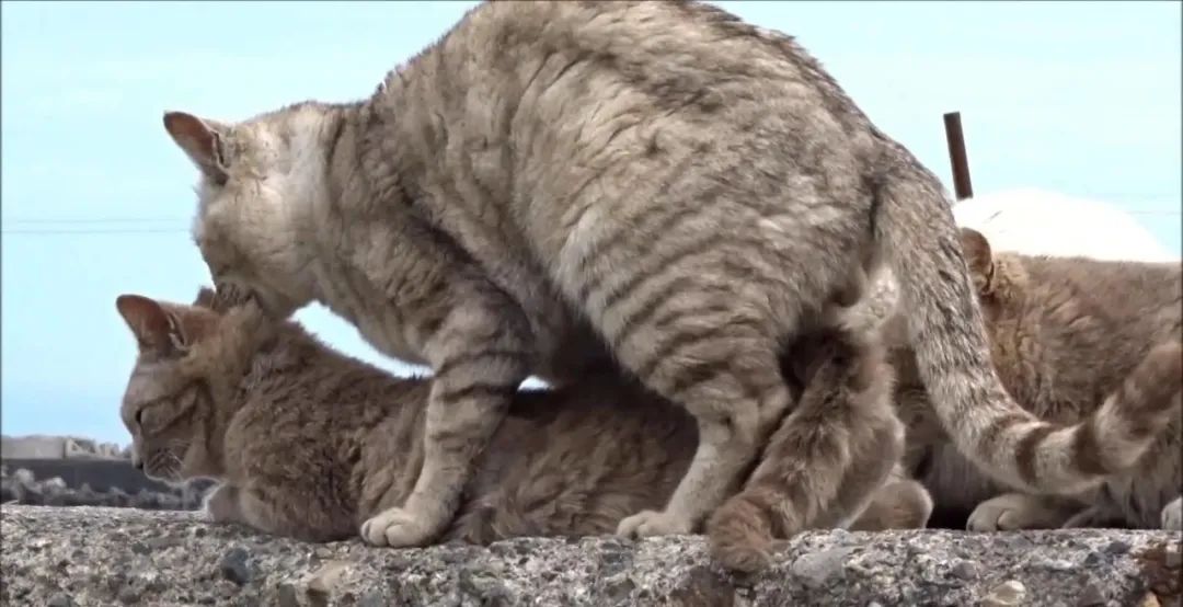 猫咪临死前叫声很响亮是什么原因,猫咪为什么会有很大的喘息声