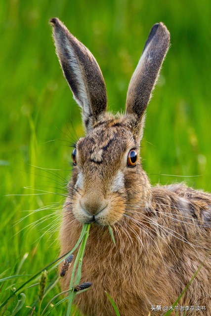 含有兔的诗词名句,关于兔的古典诗词