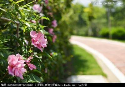 无穷花为什么叫木槿花,木槿花又叫扶桑花吗