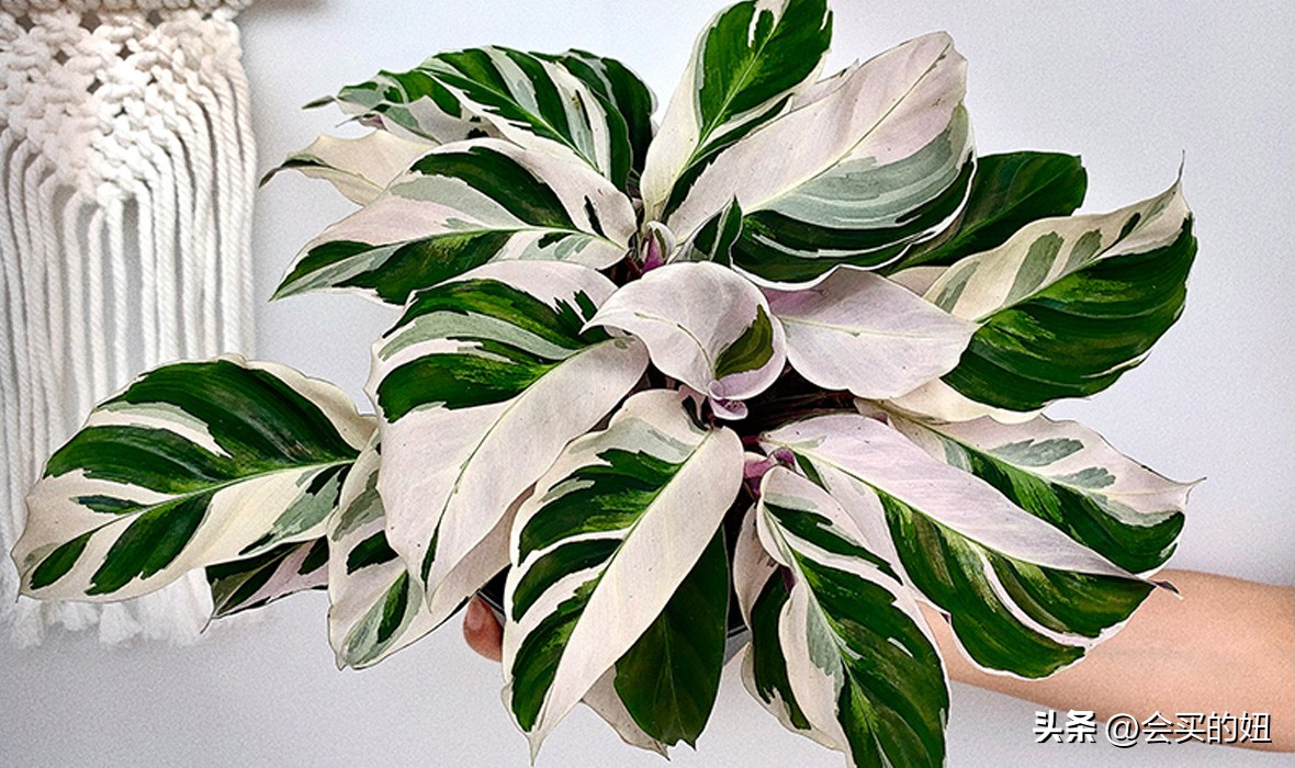 好看又便宜的绿植店铺,什么小绿植好养又适合店铺