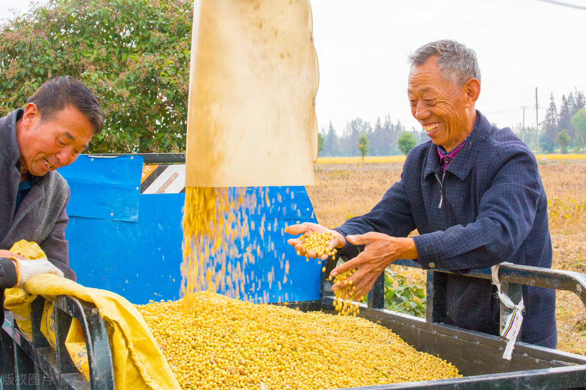 大豆价格行情今日报价4月7日,大豆行情今日大豆价格走势