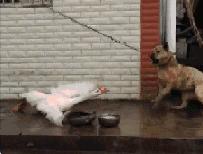 动物交,配时间表,最短0.3秒,最长的竟然是……