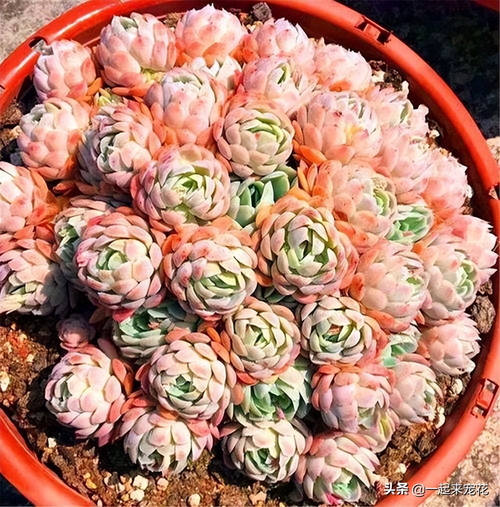 最好看的多肉冰梅,冰梅多肉好过夏吗