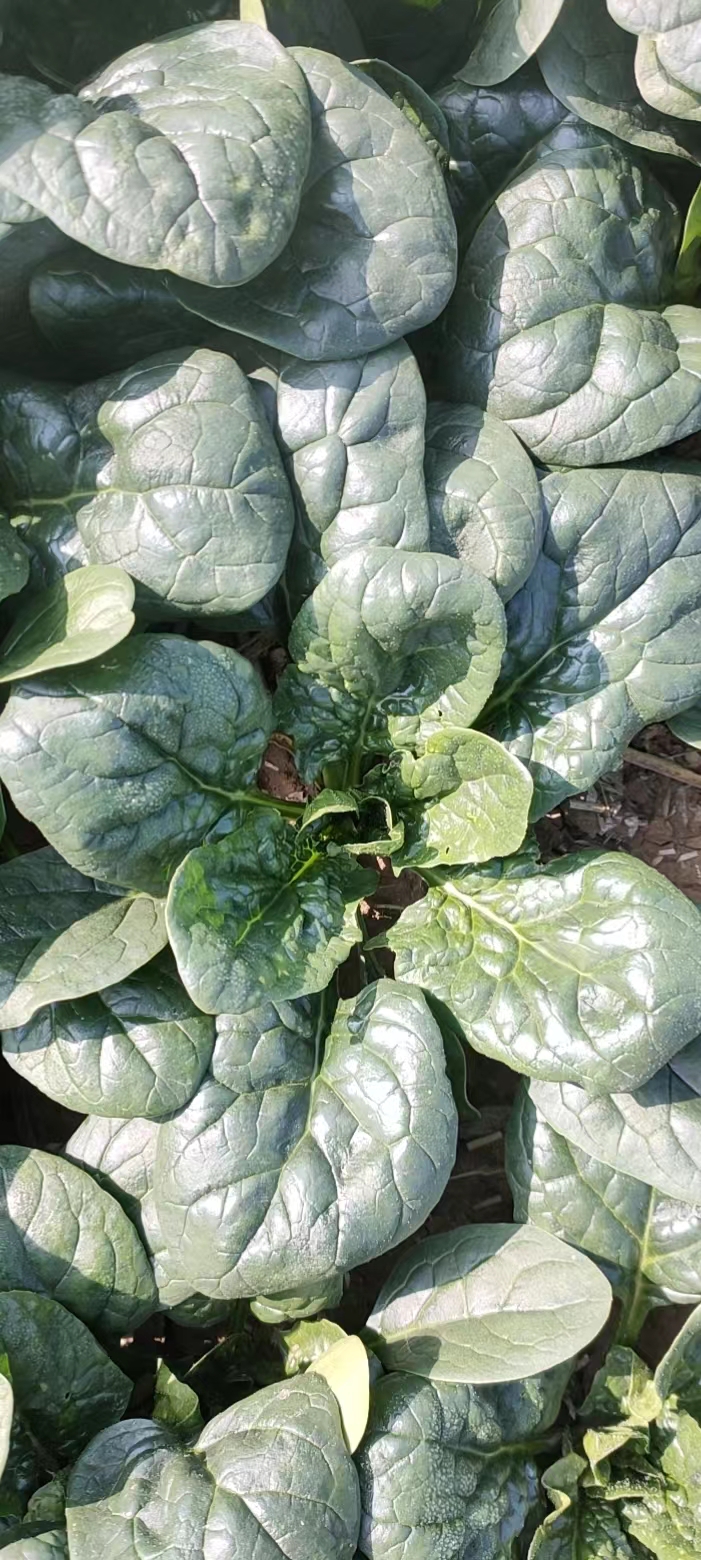 河南菜农50元卖一车白菜,河南菜农6分钱一斤白菜