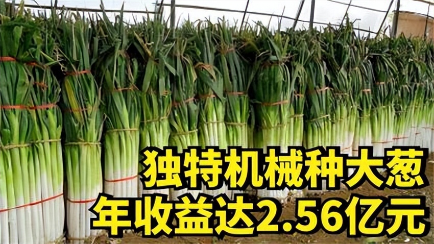 女海归研发种大葱机器，年收益达到2.56亿元，她是怎样做到的？