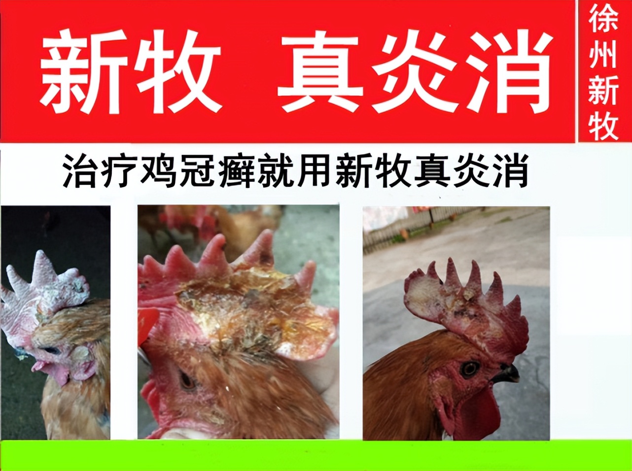 鸡长鸡冠癣的最佳治疗方法,鸡得了冠癣怎么治