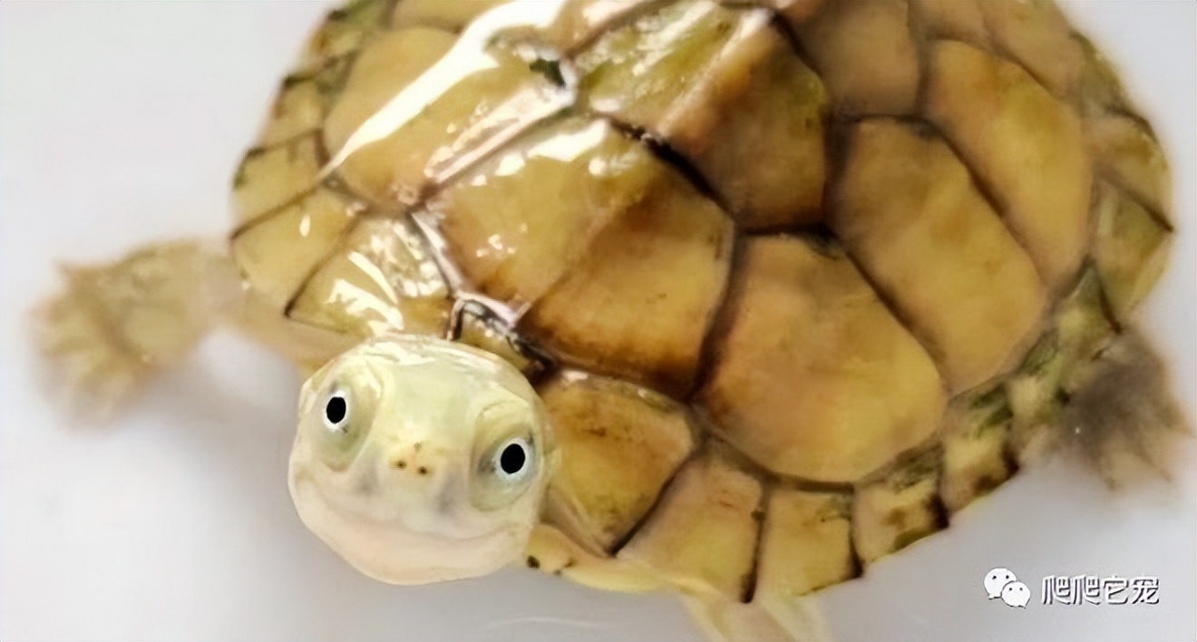 科普识龟十大最好养的龟类,龟类品种大全黑山龟
