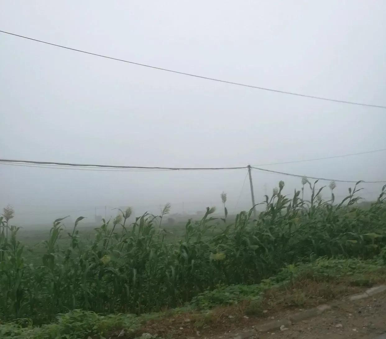 高粱抽穗开花期,玉米穗上开花