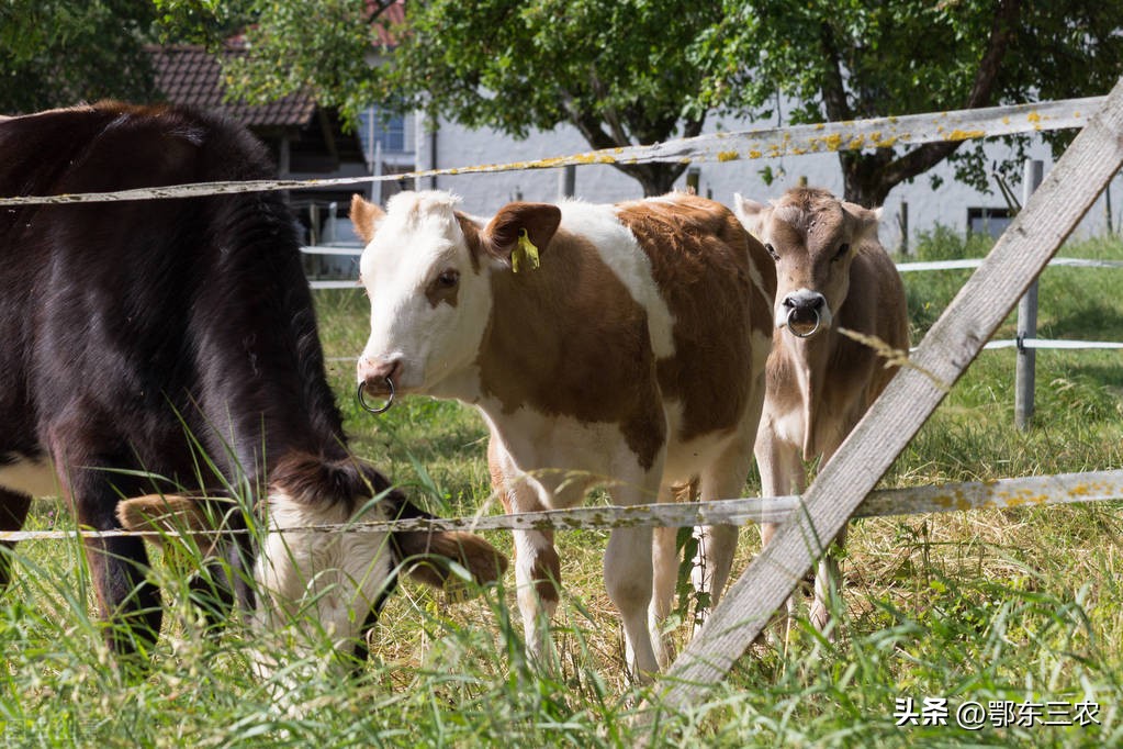 牛价14块养牛还有钱赚吗,牛价行情低迷养殖户如何保证收益