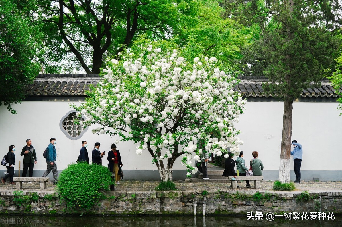 绣球花和球兰花,哪个品种的绣球花球大