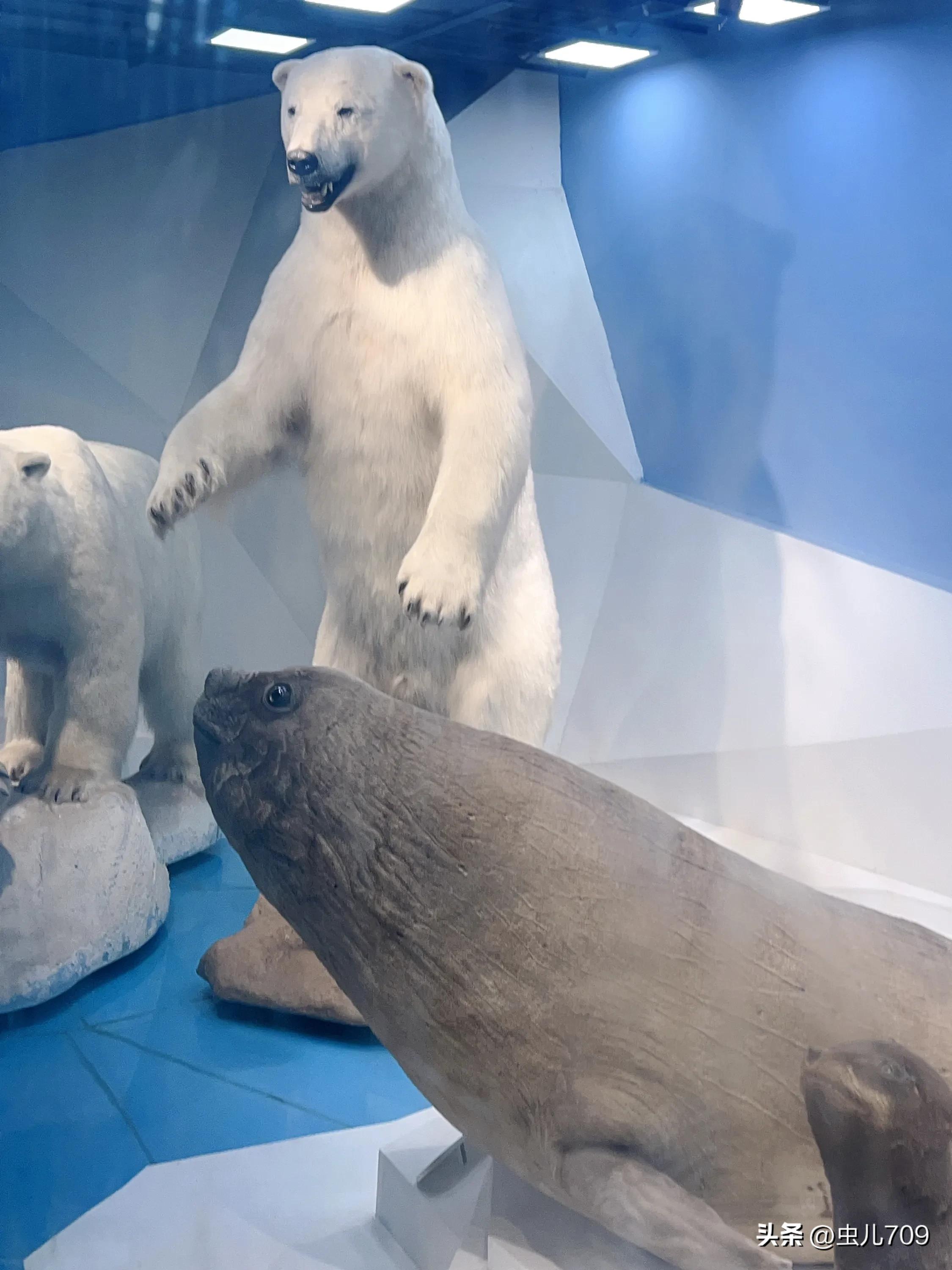 青岛海底世界视频,青岛海底世界和极地海洋世界