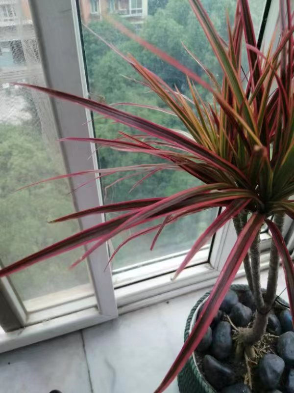 千年木树顶发黄怎么办,千年木叶子变软耷拉