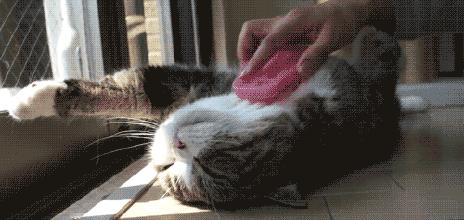 猫咪躺下露肚子代表什么,原来猫咪露肚子有这些含义