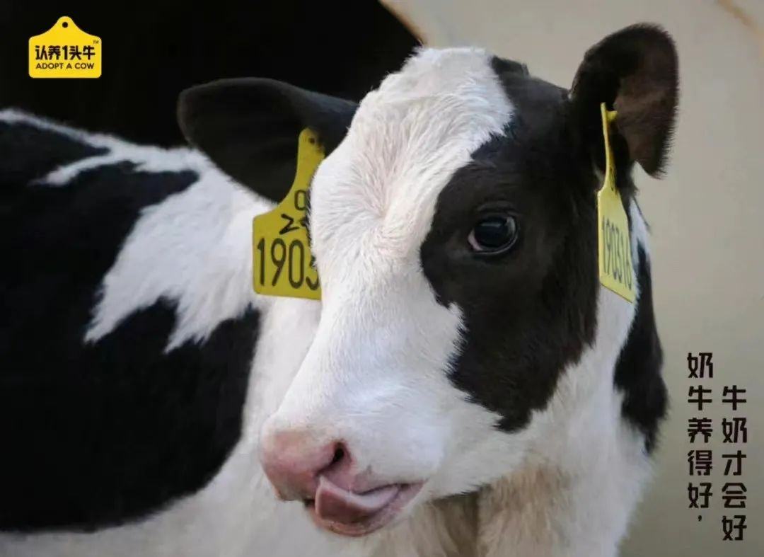 逃出伊利、蒙牛围堵，网红奶企年入25亿即将上市