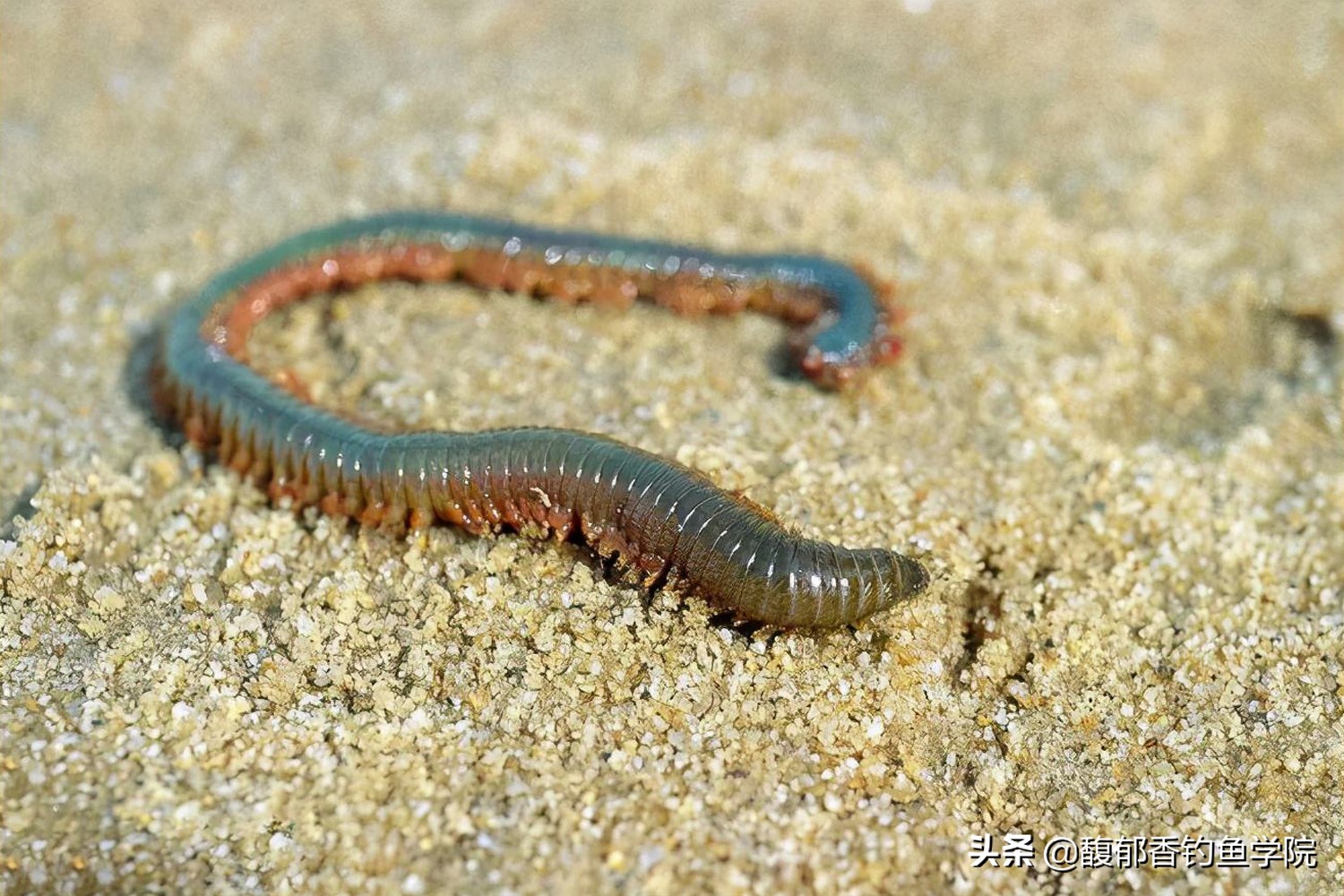 海钓用什么鱼饵最好钓,海钓用什么鱼饵料最好