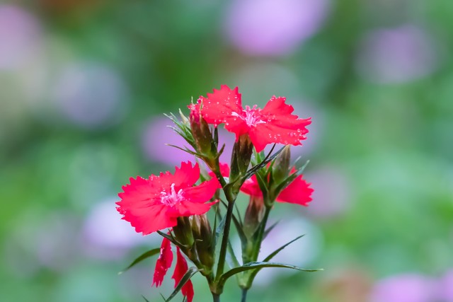 就养不怕淋雨的3种花,适合夏天养的3种花耐热又耐旱