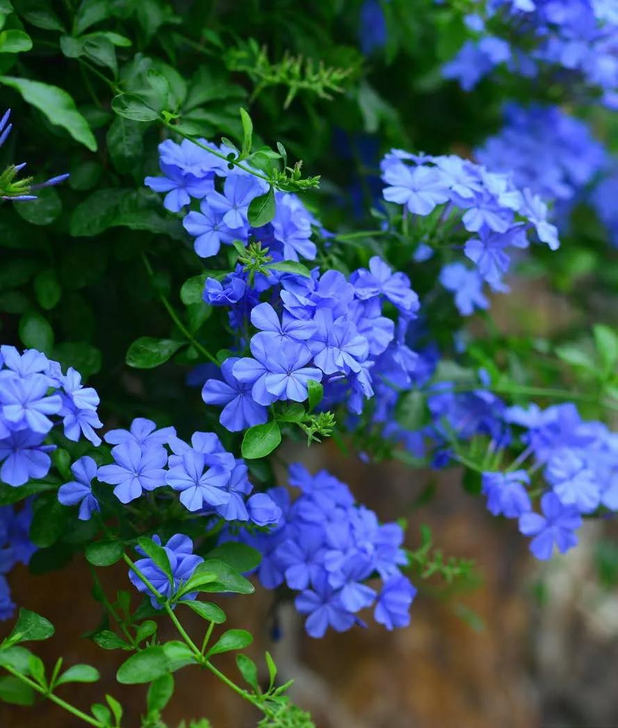生长在衣服上的雪花,生长在热带草原的植物