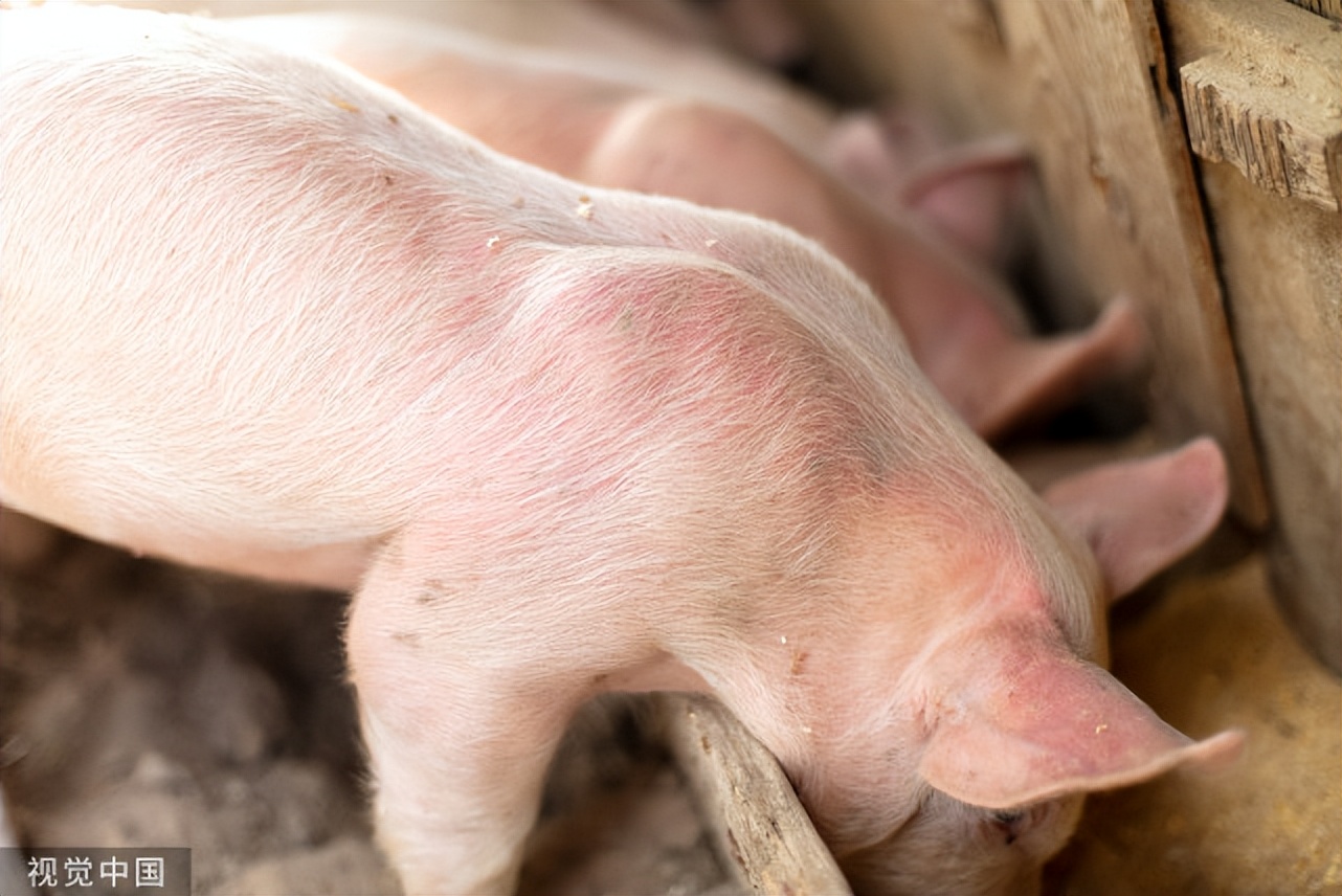 猪大便干燥不吃食低温怎么治疗,猪便秘发烧不吃食怎么办