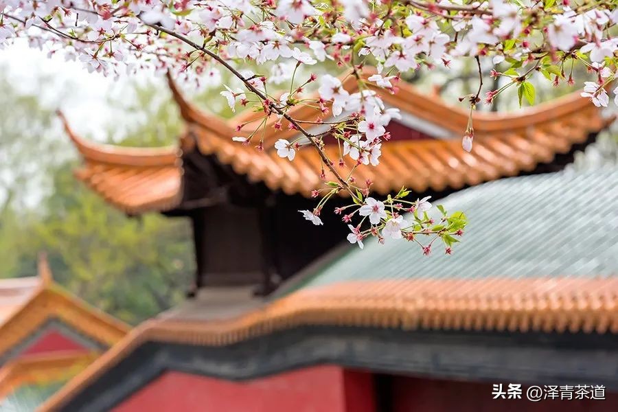 写春天的著名唐诗宋词加赏析,十首描写春天的宋词