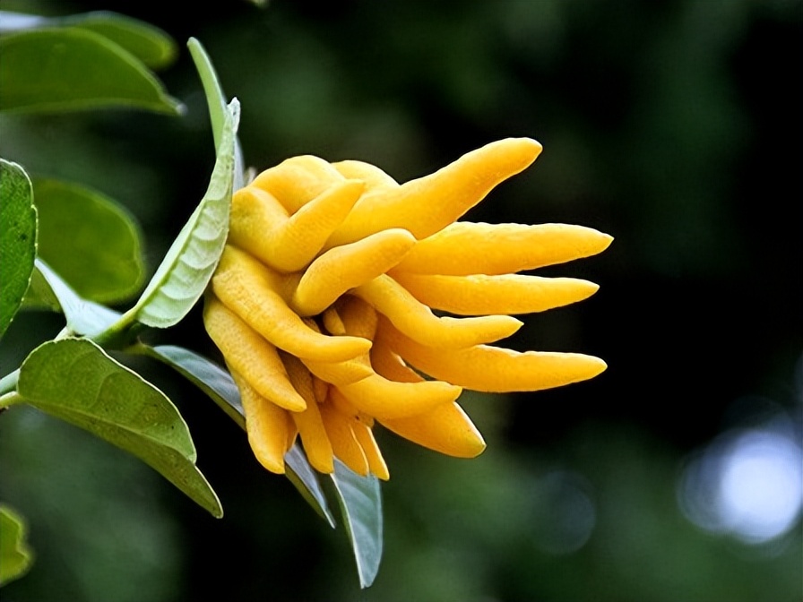 【豫健中医】药膳坊:“气得胃疼”了该怎么办？