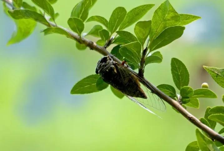 昆虫记研究过程的句子,昆虫记对万物的赞美句子