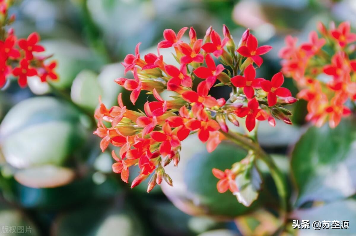 黄白花的长寿花品种,长寿花圣诞节还没长花苞