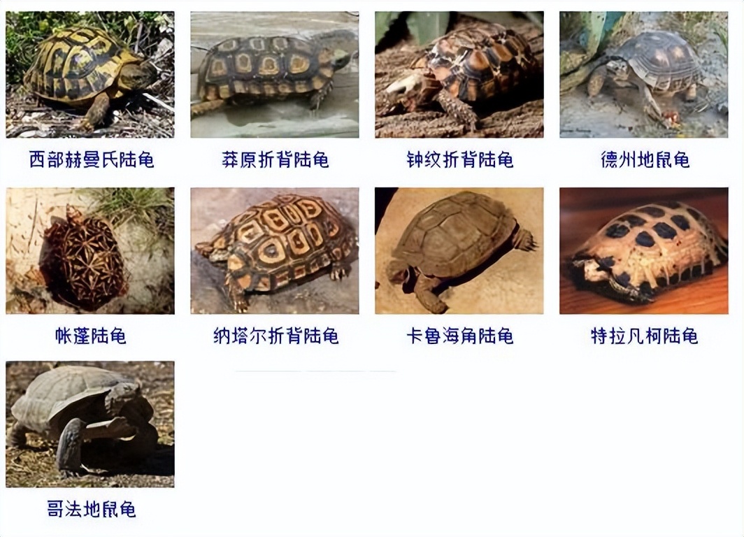 观赏龟品种大全及图片,观赏龟的种类和介绍大全