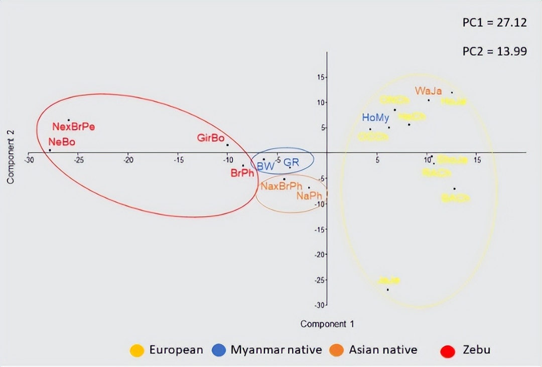 法国牛品种有哪些,全世界牛的种类和分布