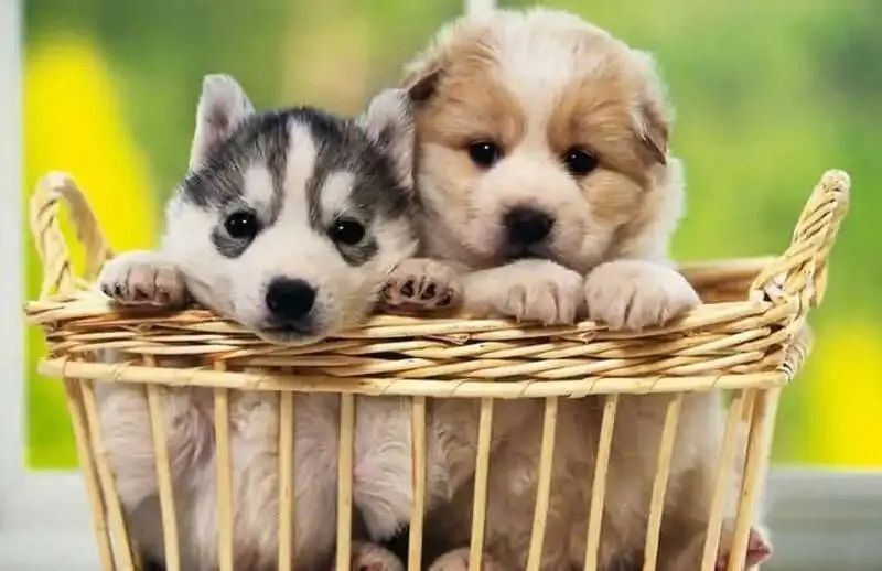 狗狗得细小的症状原因,狗狗得细小初期症状