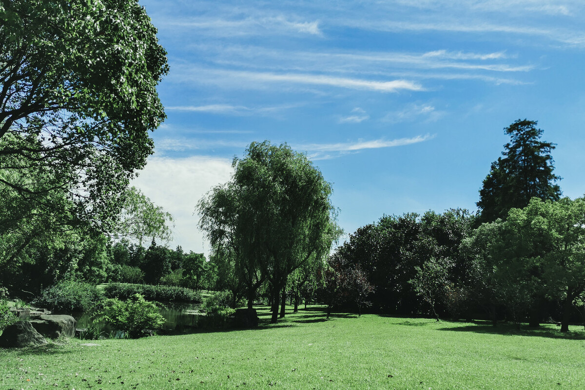 上海附近的森林秘境,上海惊现的森林秘境