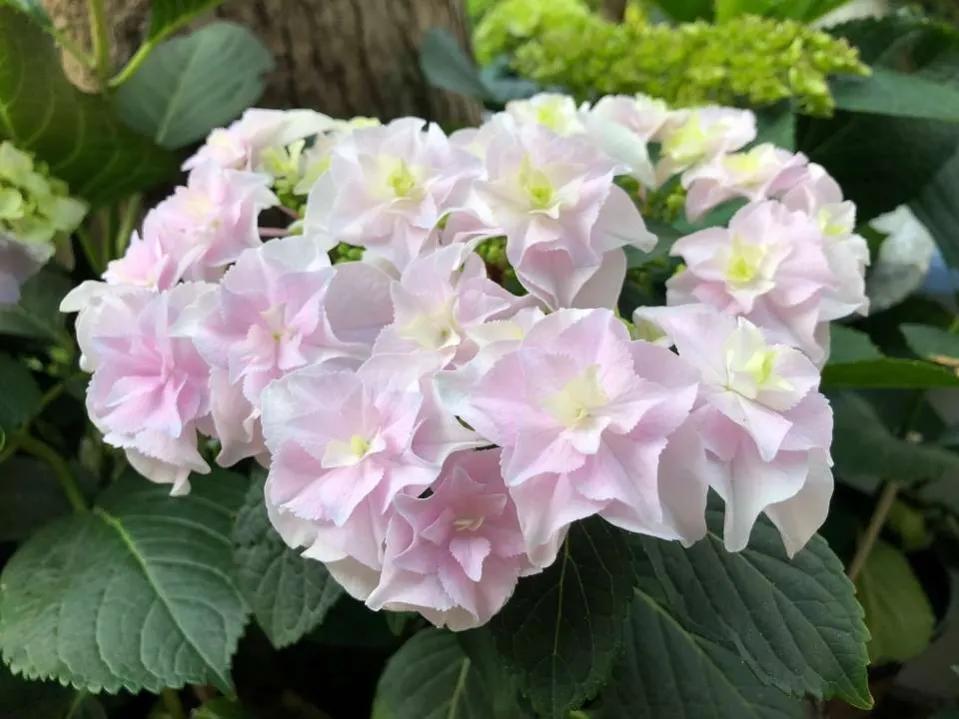 开眼界了!五大突出特征让这种“球花”魔力无限,人见人爱