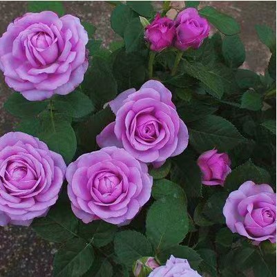 精致又温馨的小阳台,漂亮阳台月季花