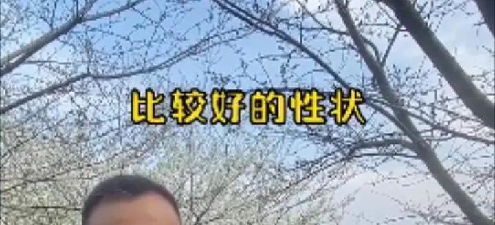 螺蛳粉味儿的樱花,带螺蛳粉味的樱花