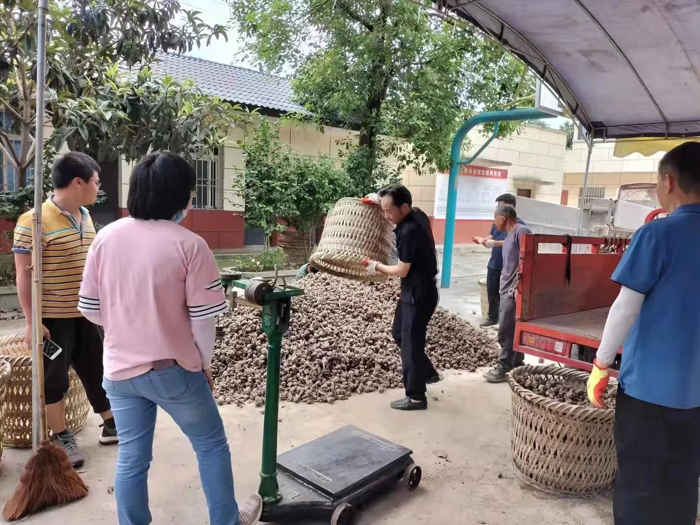 江油附子产量怎么样,江油附子亩产量多少斤