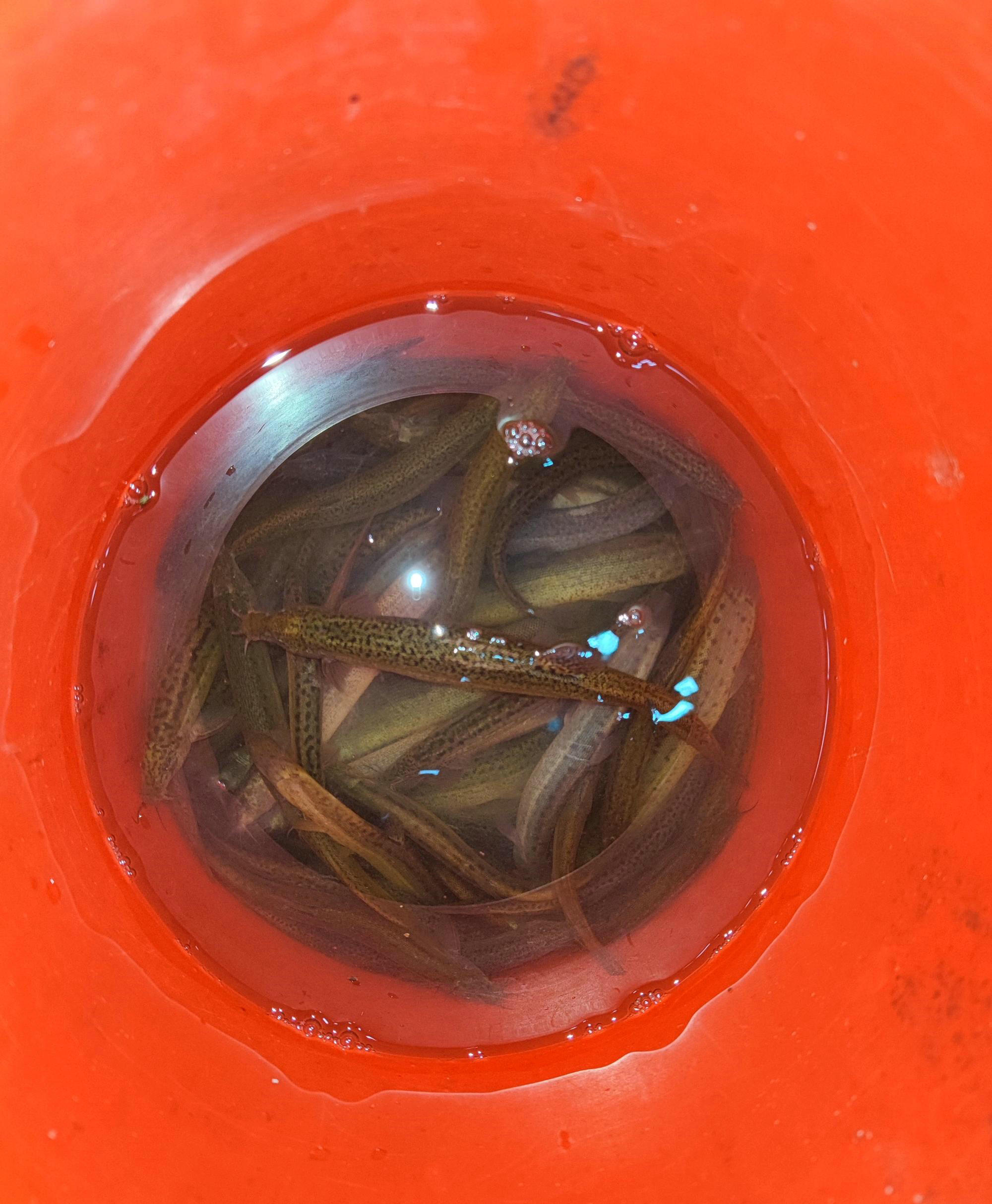 一天钓鱼一两百斤！这些金沙江的钓鱼人过了瘾，也招来骂声