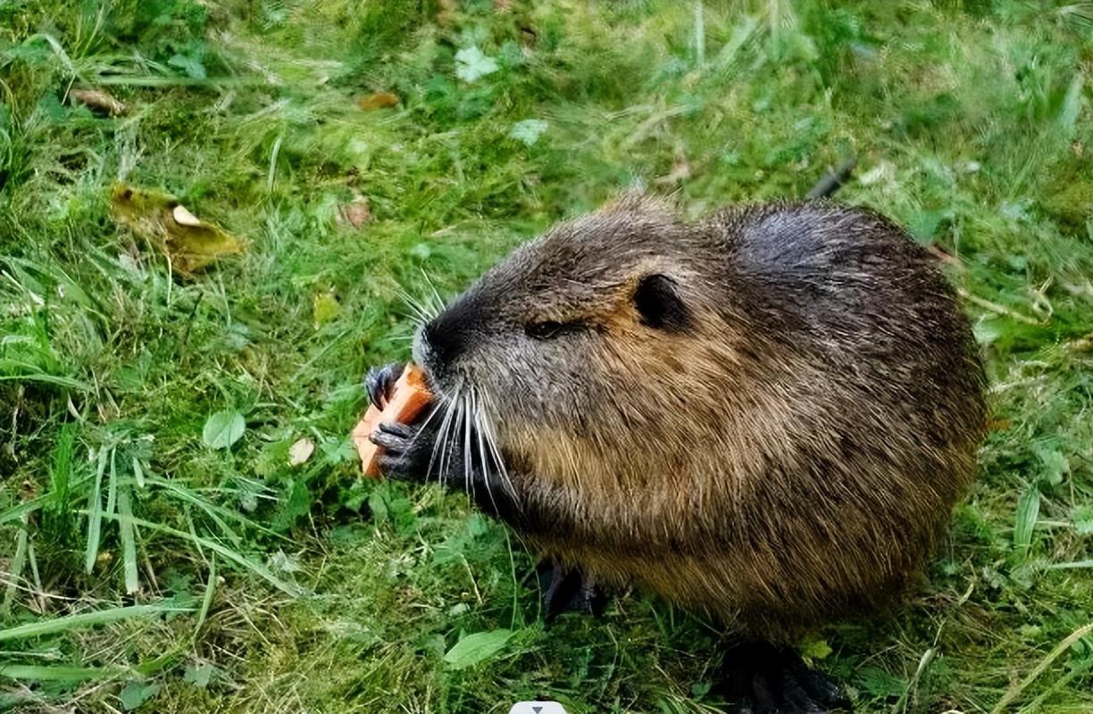 上海多地出现巨型老鼠新闻报道,上海老鼠最小的有10斤是真的吗