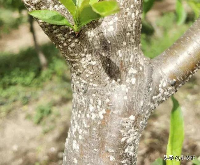 桃树蚧壳虫的防与治,冬季桃树蚧壳虫怎样彻底消灭