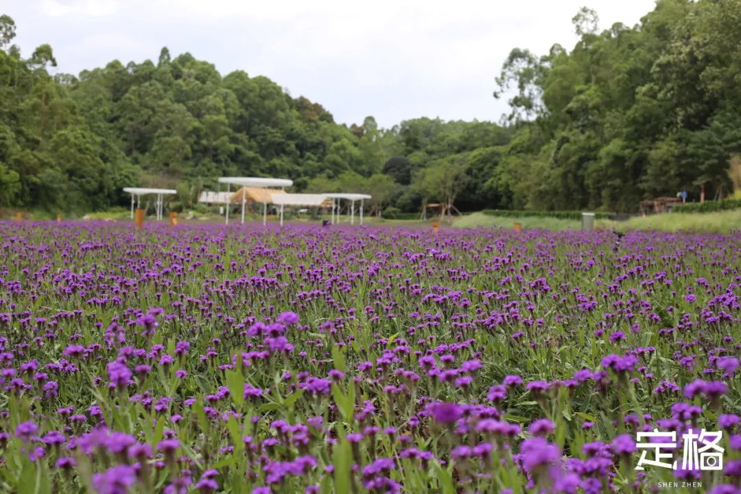 深圳蝴蝶谷花海,深圳湾公园花海3月